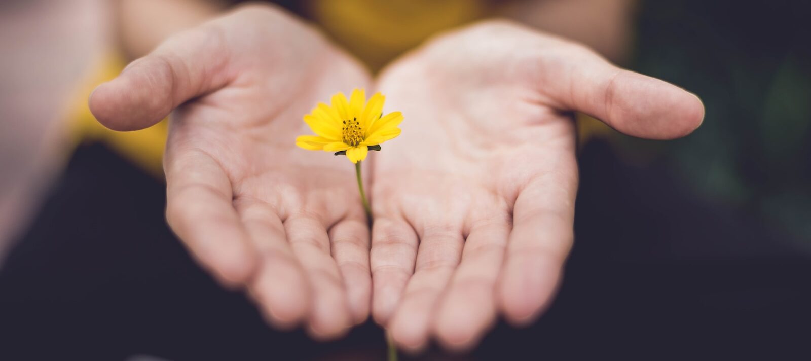 selective focus photography of woman holding yellow petaled flowers